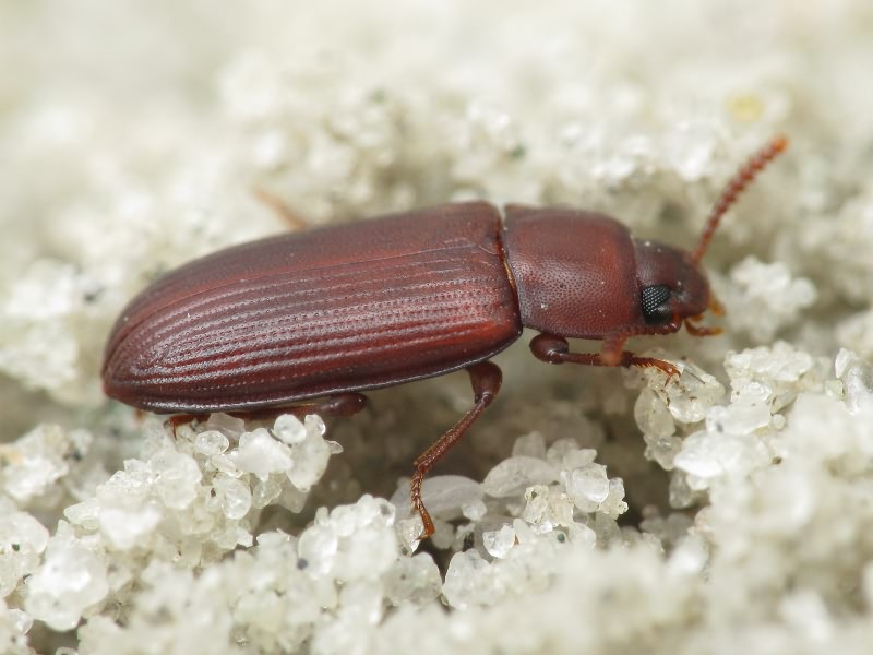 Cynaeus angustus (Leconte, 1851)
